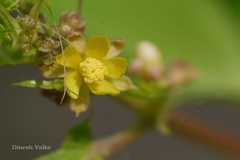 Corchorus capsularis